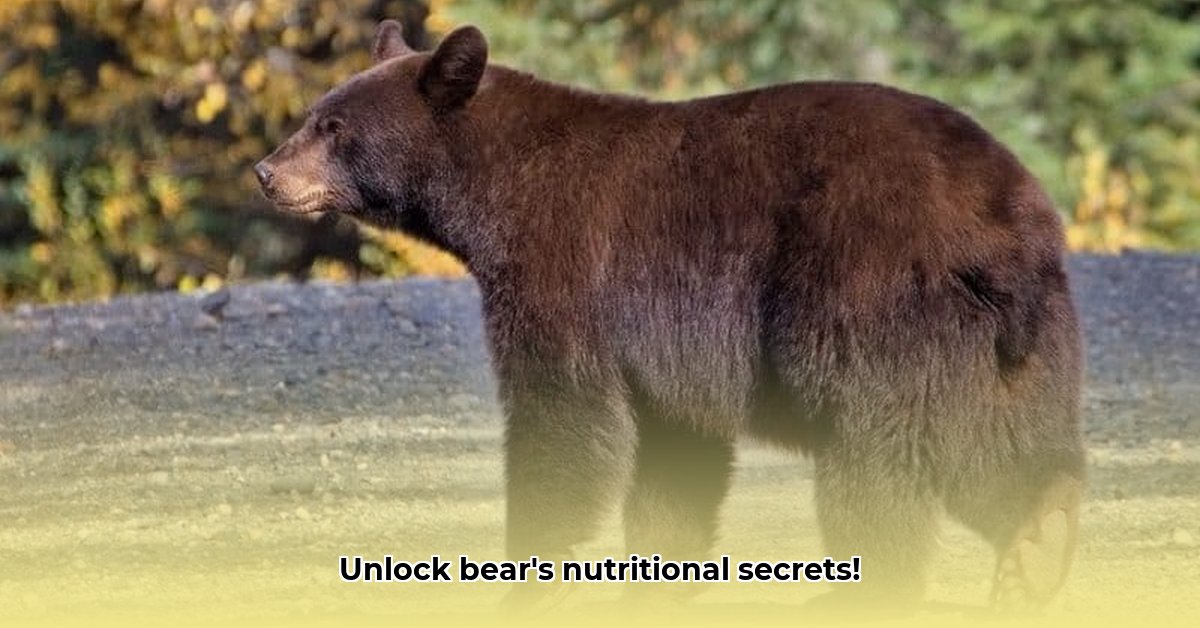 bear-nutrition